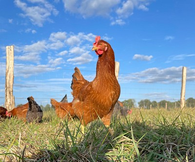 POULE ROUSSE OYRE