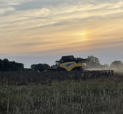 moissons tournesol