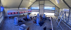 Aménagement cabane des poules pondeuse