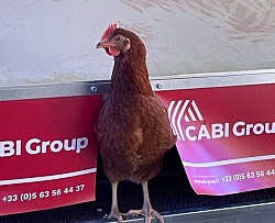 Poule pondeuse