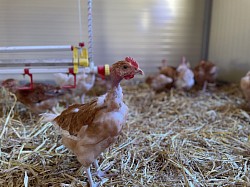 Poulet de 6 semaines
