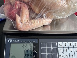 Très gros poulet de 20 semaines